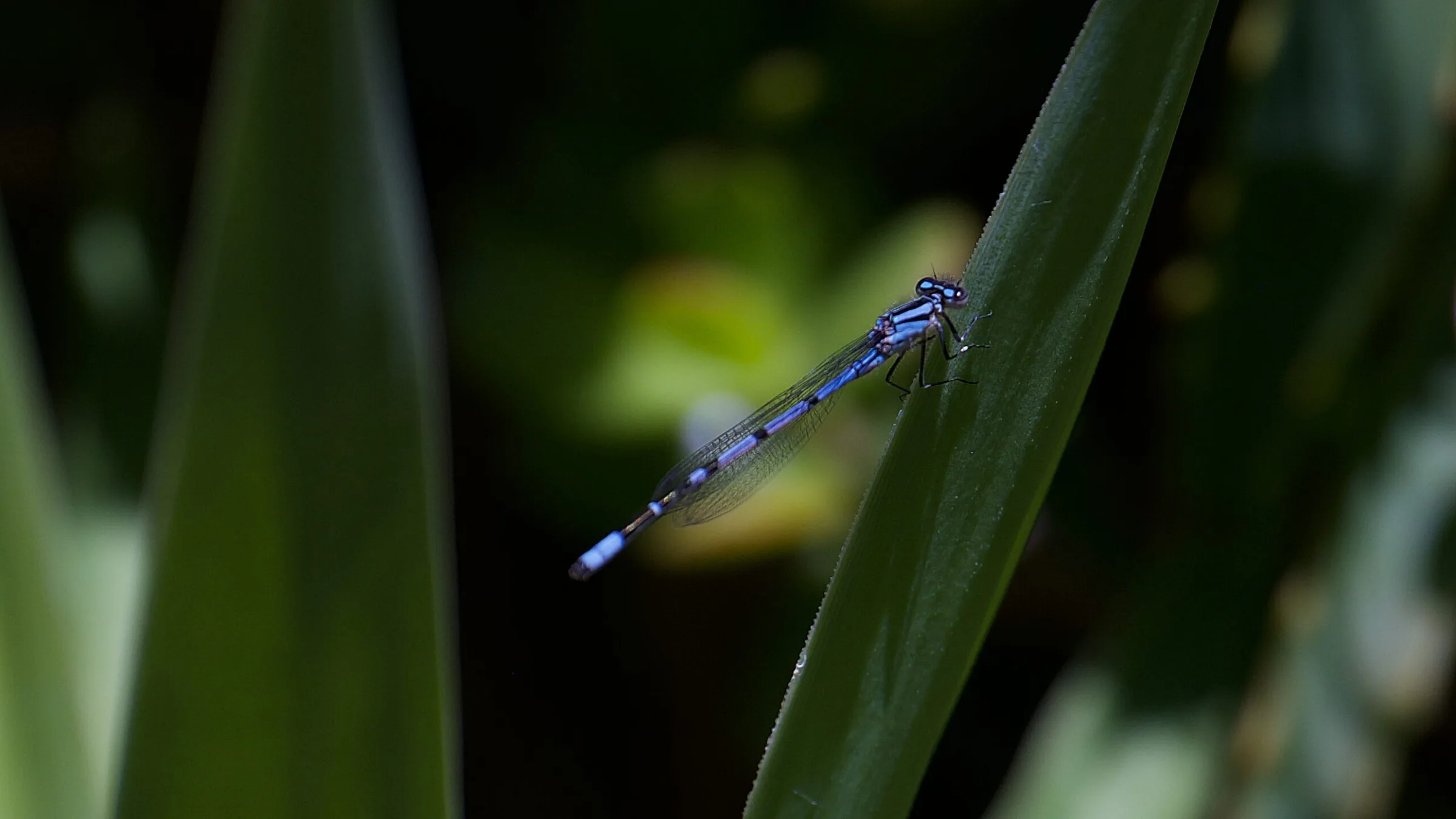 Christina’s Dragonfly